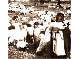 A nomad shepherd with his flock. An early photograph.